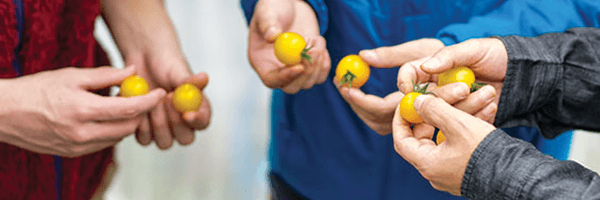 Food Inspection Services