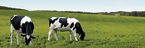 Dairy Solutions