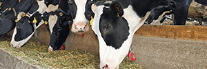 Animal Feed Solutions