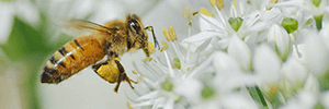 Honey Solutions