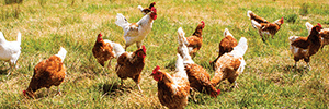 Campylobacter Testing