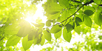 environmental_preview